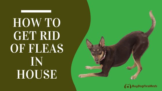 How to get rid of fleas in house
