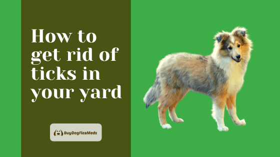 How to get rid of ticks in your yard