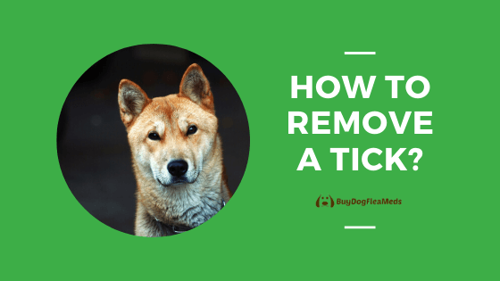 How to remove a tick