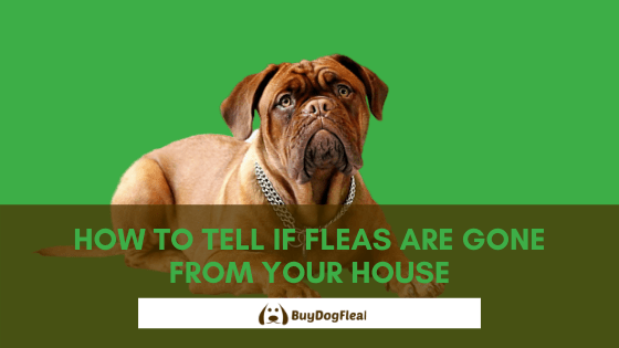 How to tell if fleas are gone from your house