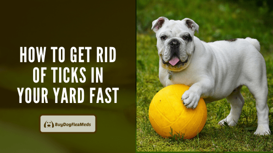 how to get rid of ticks in your yard fast