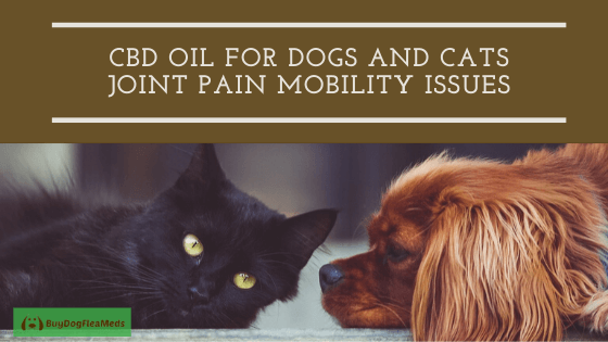 CBD Oil For Dogs And Cats Joint Pain Mobility Issues