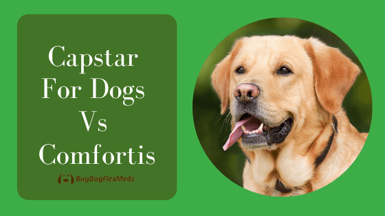 Capstar For Dogs vs Comfortis [Capstar Reviews] Comparison Chart