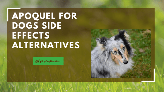 Apoquel For Dogs Side Effects & Alternatives - buydogfleameds - January