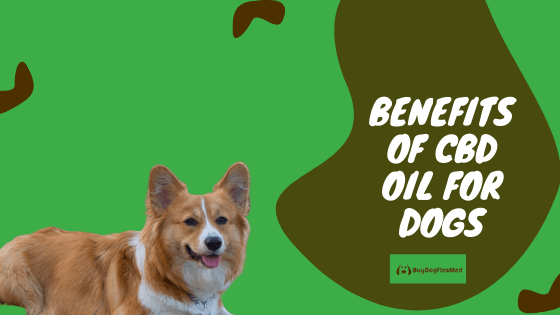 benefits of cbd oil for dogs