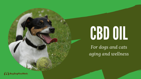 cbd oil for dogs and cats aging and wellness