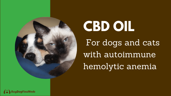 cbd oil for dogs and cats with autoimmune hemolytic anemia
