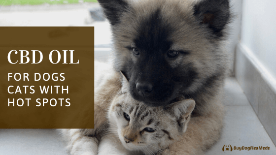 cbd oil for dogs cats with hot spots