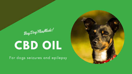 cbd oil for dogs seizures and epilepsy