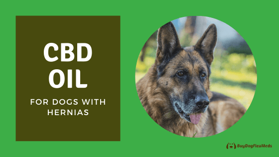 cbd oil for dogs with hernias