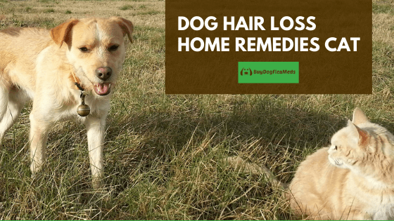 dog hair loss home remedies cat