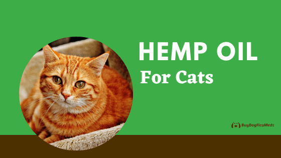 Hemp Oil For Cats buydogfleameds June 2020