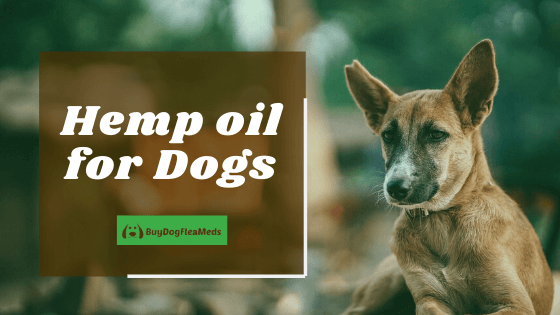 hemp oil for dogs