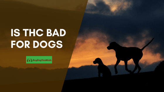 is thc bad for dogs