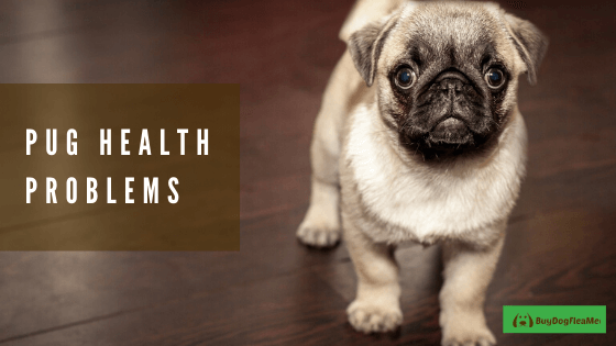 pug health problems