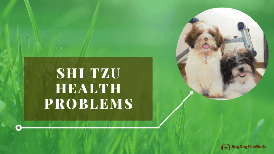 shi tzu health problems