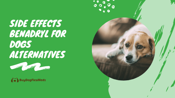 dog antihistamine side effects