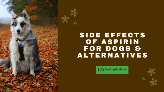 side effects of aspirin for dogs & alternatives