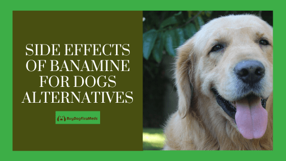 side effects of banamine for dogs & alternatives