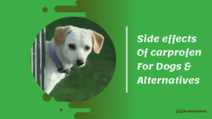Carprofen For Dogs Side Effects & Carprofen Alternatives - buydogfleameds - July 2023