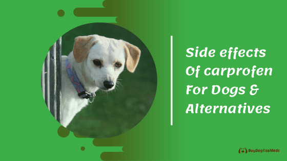 side effects of carprofen for dogs & alternatives