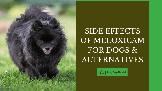 side effects of meloxicam for dogs & alternatives