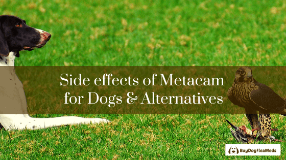 side effects of metacam for dogs & alternatives