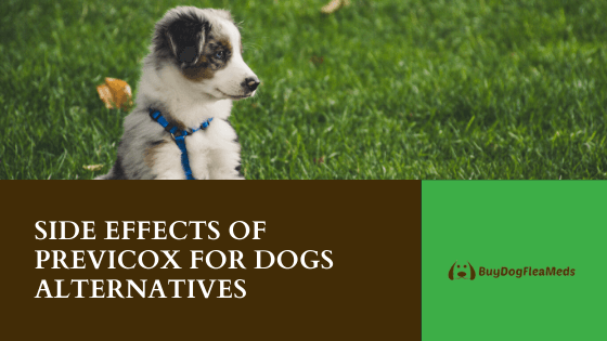 side effects of previcox for dogs alternatives
