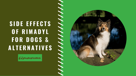 rimadyl side effects canine
