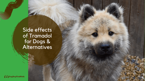 Tramadol For Dogs Side Effects & Tramadol Alternatives buydogfleameds