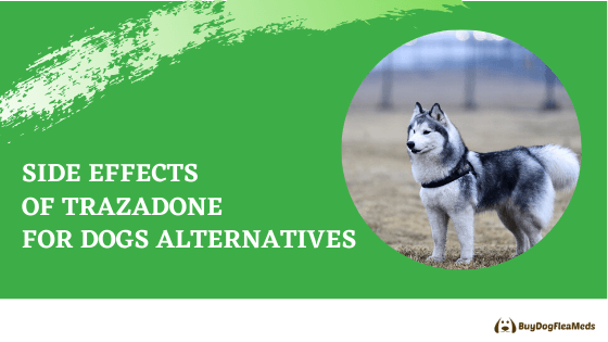 side effects of trazadone for dogs alternatives