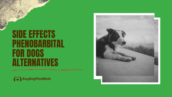 Phenobarbital for Dogs Side Effects & Phenobarbital Alternatives