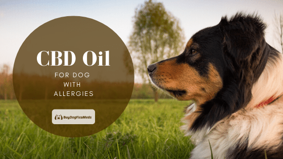 cbd oil for dog with allergies