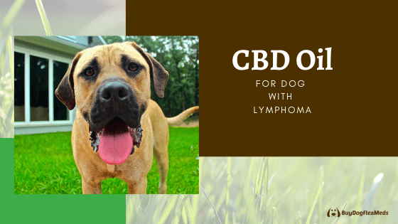 cbd oil for dog with lymphoma