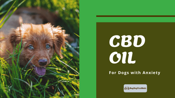 cbd oil for dogs with anxiety