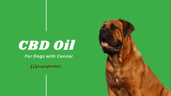 cbd oil for dogs with cancer (1)