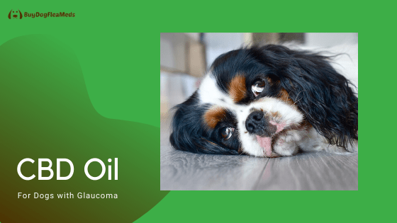 cbd oil for dogs with glaucoma