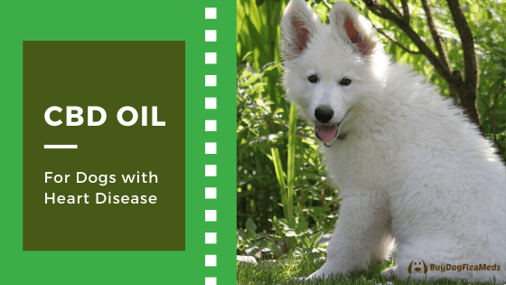 cbd oil for dogs with heart disease