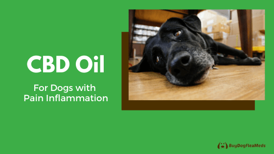 cbd oil for dogs with pain inflammation